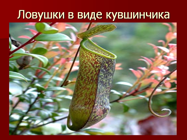 презентация Растения-хищники Presentation of Predator Plants