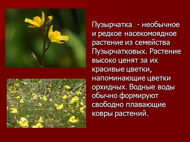 презентация Растения-хищники Presentation of Predator Plants