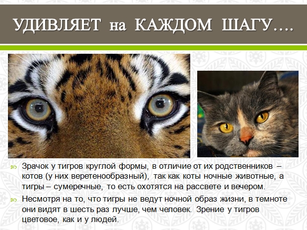 Amazing cat.