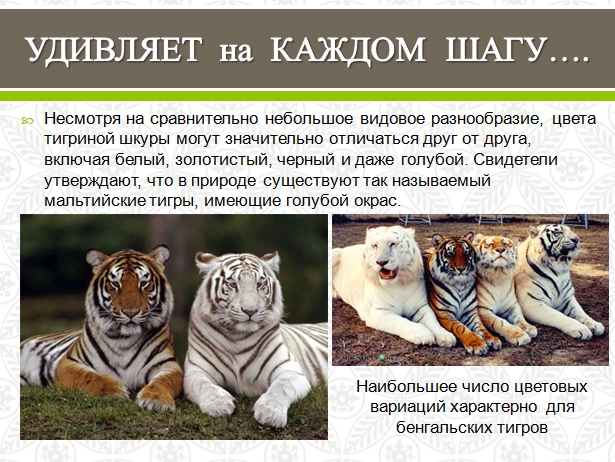 Amazing cat.