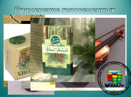 presentation of gymnosperm plants