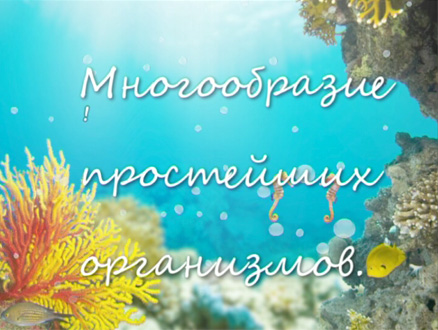 Video about the diversity of single-cell organisms